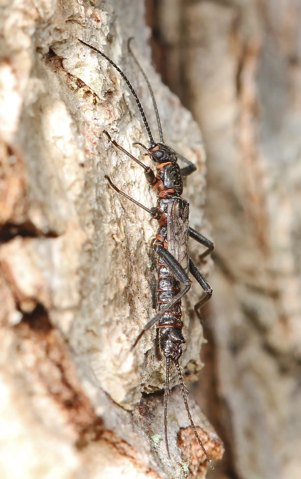 A small, dark, slender insect with long antennae and wings folded flat along its back clings to pale tree bark.