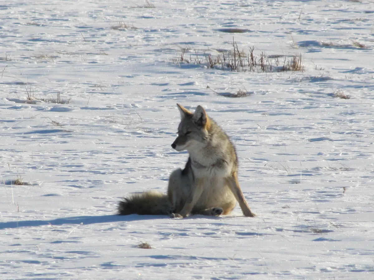 A coyote in a thick winter coat sits on open snow, looking back over its shoulder.