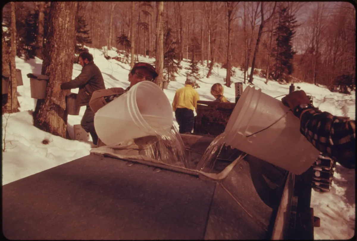 Workers in winter jackets pour pails of maple sap into a collecting tank in a snowy sugarbush of bare maples.
