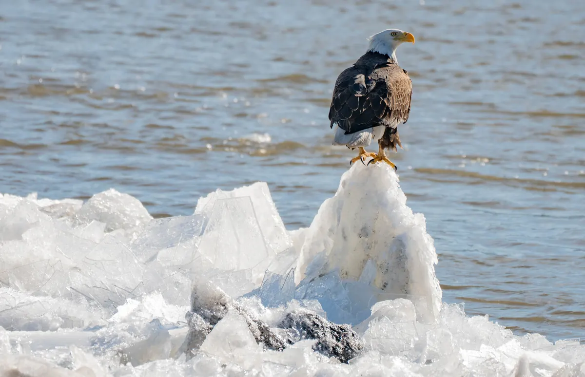 An adult bald eagle with white head and tail perched on a jagged block of ice beside open river water