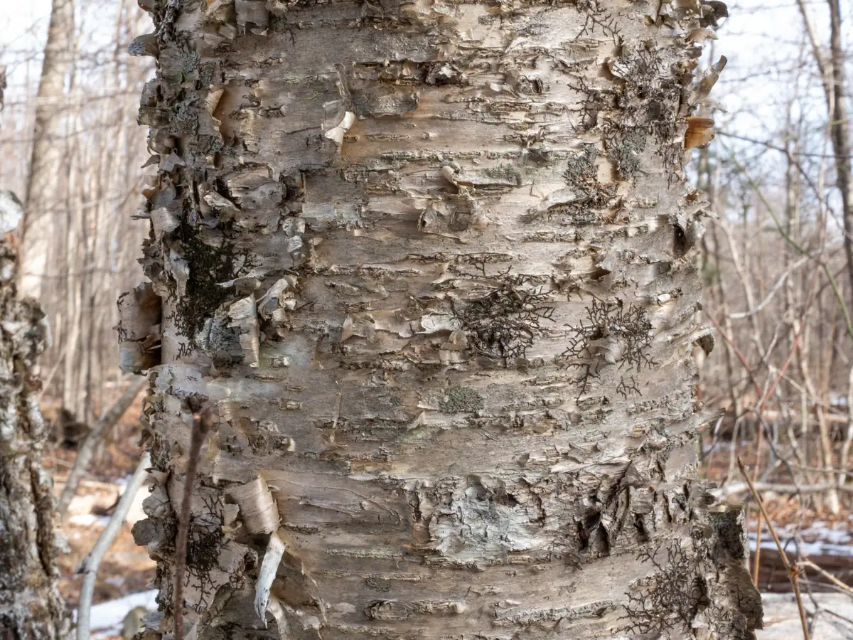 Close view of a yellow birch trunk with pale, curling horizontal strips of peeling bark in a leafless winter woods