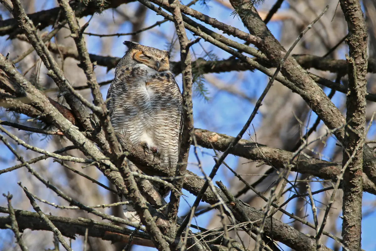 A great horned owl with ear tufts roosting among bare branches.