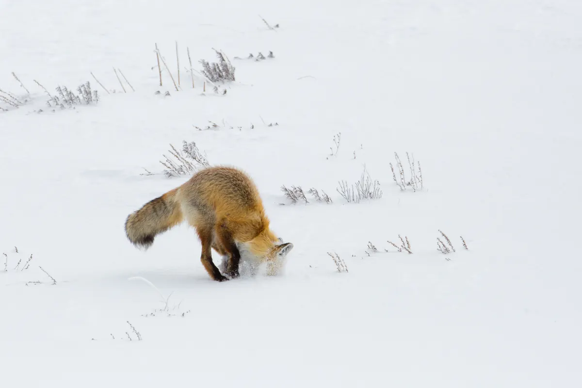 A red fox diving headfirst into deep snow after prey.
