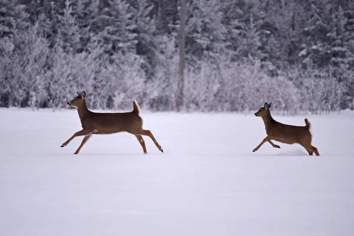 Two white-tailed deer bounding across deep snow in front of frost-covered evergreens