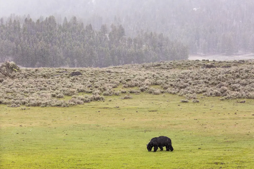 A black bear grazes with its head down in a green meadow while snow falls, with a hazy forested hillside behind.