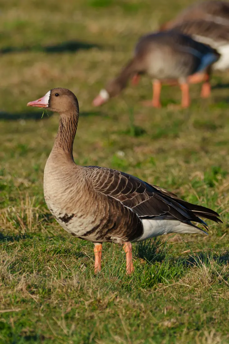 A greater white-fronted goose with a pink bill, a white patch at its base, a brown body and orange legs stands on short grass beside other geese.