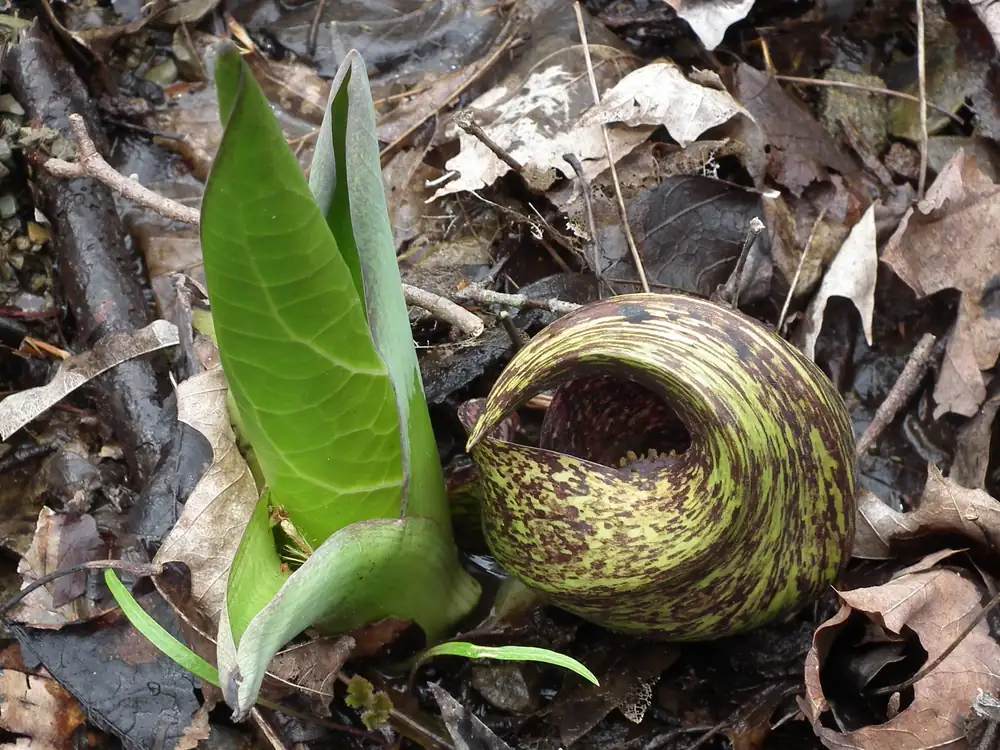 A skunk cabbage with a mottled maroon and green hooded spathe beside a single unrolling green leaf on wet ground among dead leaves.