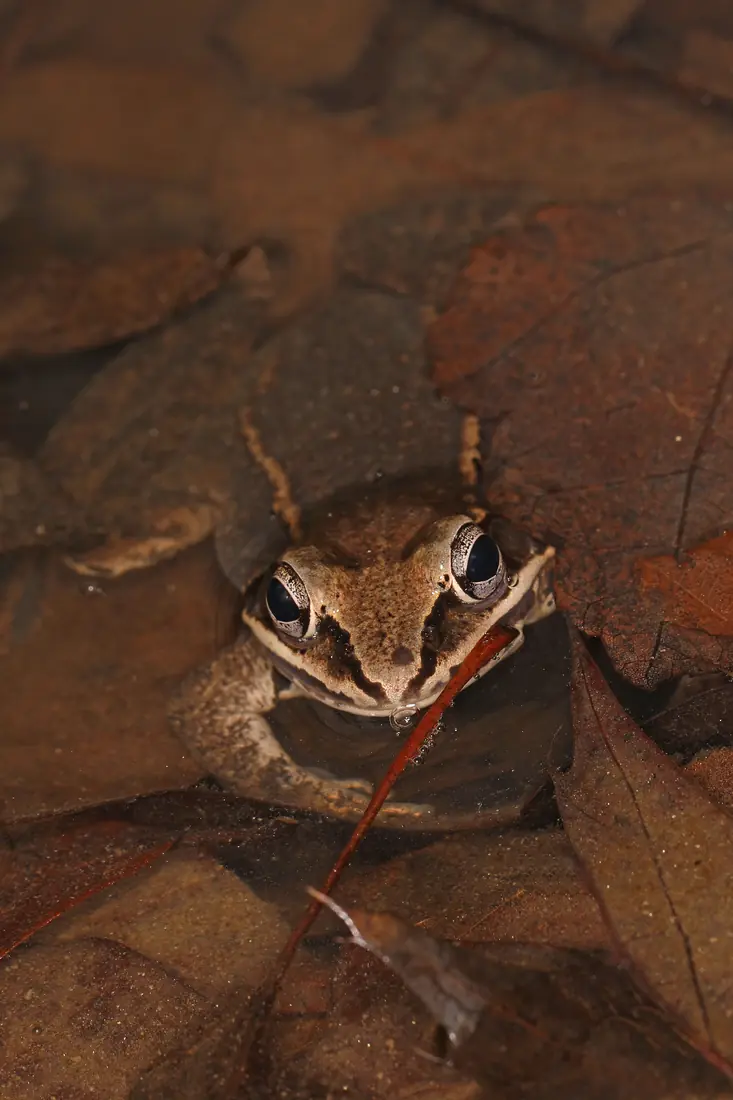 A brown wood frog with a dark eye mask and large dark eyes sits half submerged among dead leaves in a shallow pool.