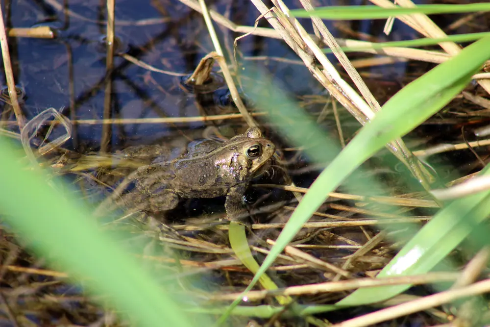 A brown, warty American toad sits on damp ground.