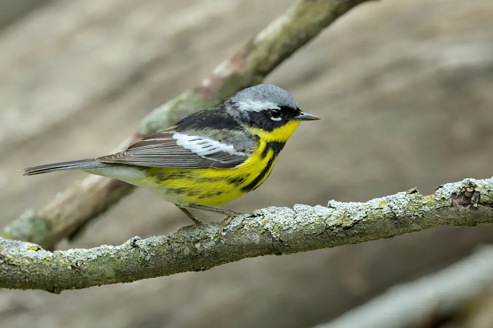 A small yellow warbler with a black-streaked breast and black mask perches on a branch.