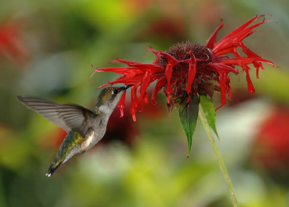 A female ruby-throated hummingbird with a green back and pale underparts hovers with wings blurred.
