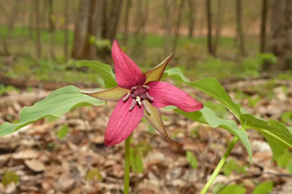 A red trillium with three maroon petals and three green leaves blooms above the forest floor.