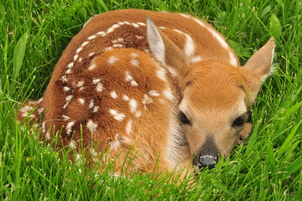 A spotted white-tailed deer fawn curled motionless in bright green grass.