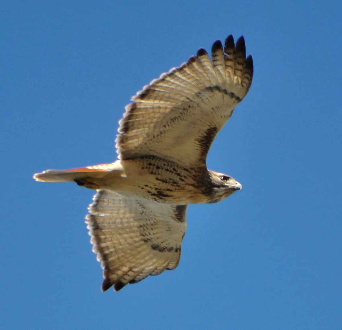 A red-tailed hawk soars with wings fully spread against a deep blue sky, its pale underside, dark belly band and rufous tail visible.