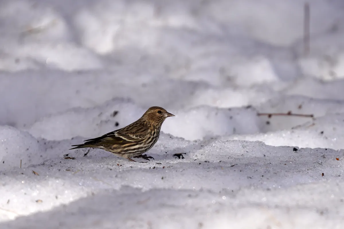 A small, heavily streaked brown finch with a thin pointed bill forages on a sunlit surface of snow.