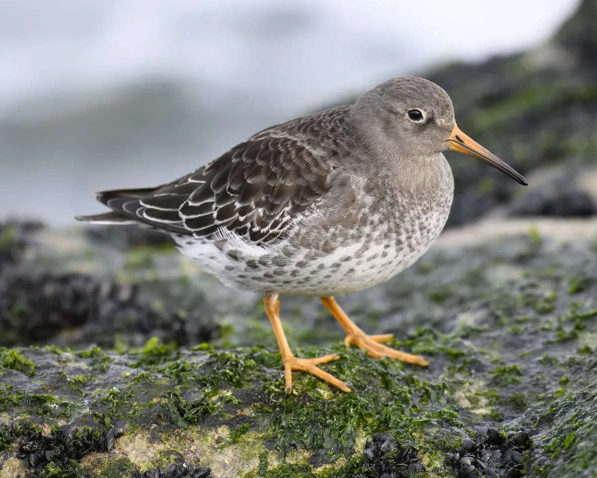 A plump gray sandpiper with bright orange legs and an orange-based bill stands on wet, algae-covered rock with surf blurred behind.