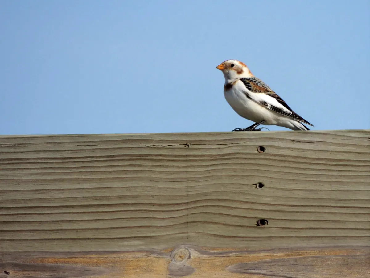 A snow bunting, white below with a rusty cap and brown-and-black wings, perches on a weathered wooden rail under a blue sky.