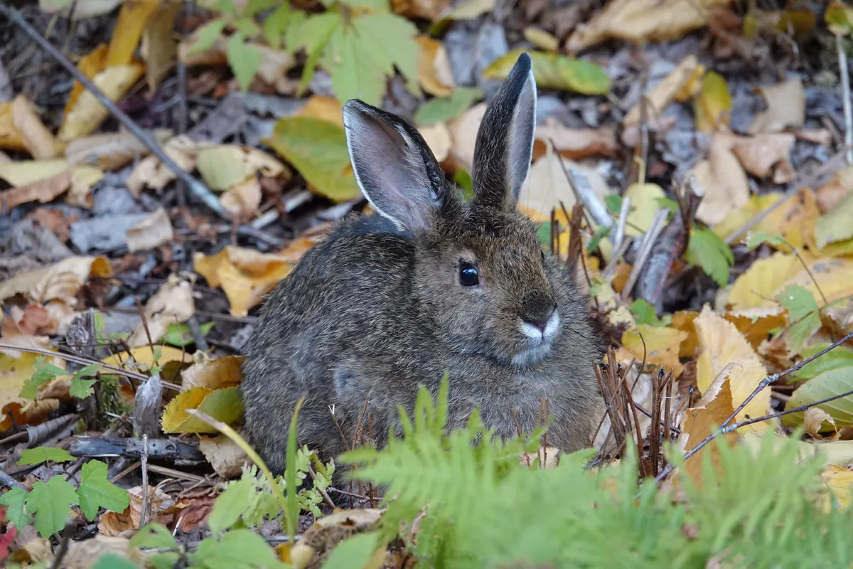 A snowshoe hare with long dark-edged ears and a gray-brown coat crouches among fallen yellow leaves and ferns on the forest floor.