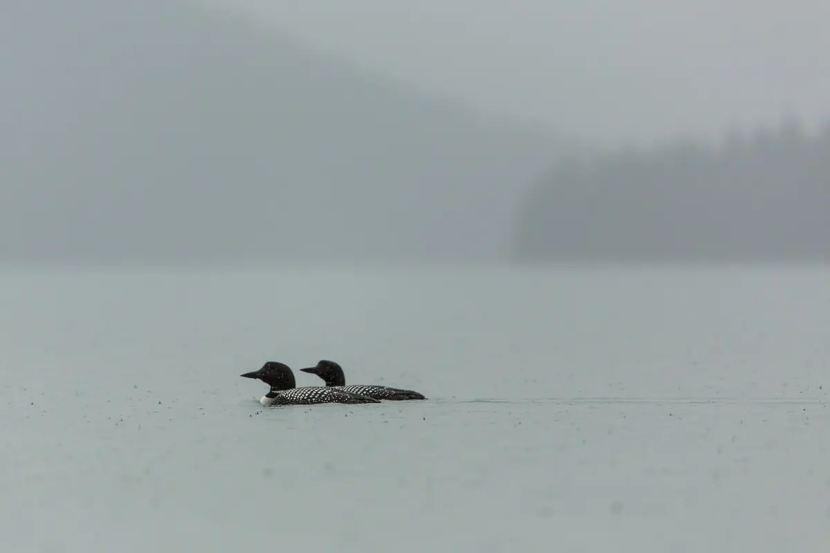 Two common loons with black heads and checkered black-and-white backs swim side by side on a gray lake in fog and light rain.