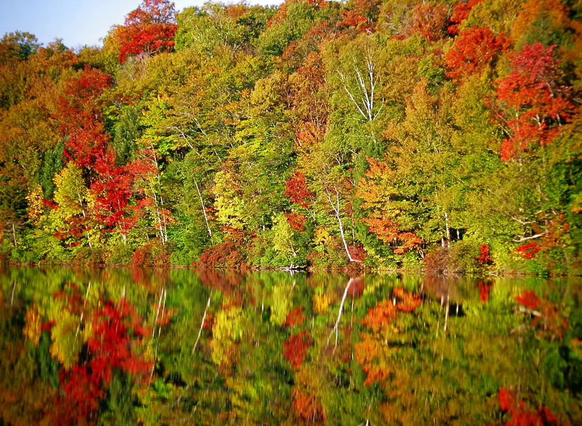 Red, orange and yellow maples and white-trunked birches crowd the shore of a still pond, their colors mirrored in the water.