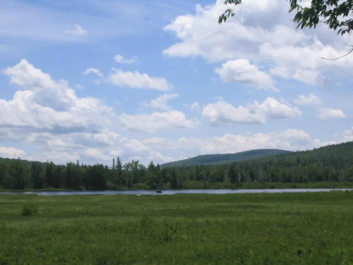 A moose stands in shallow water at the far edge of a green wet meadow, with a forested hill and a sky of white clouds behind.