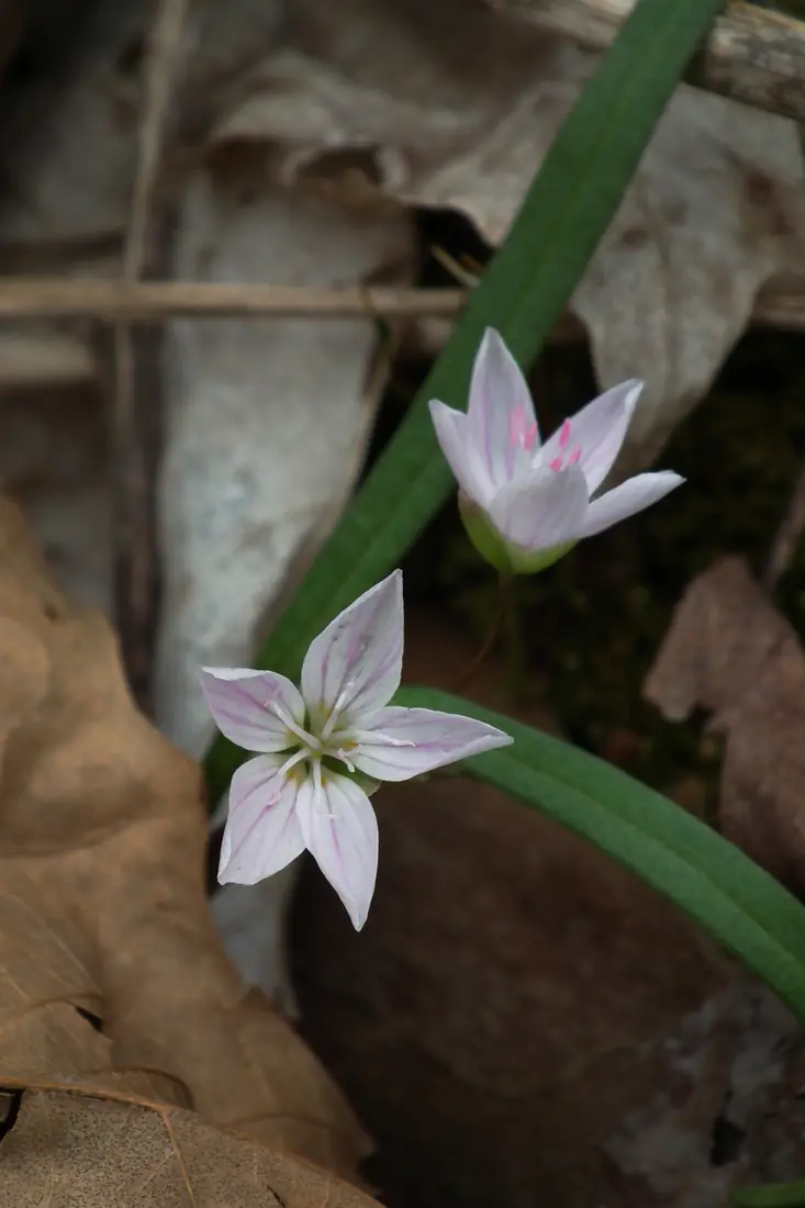 Small white flowers with pink veins on slender stems above narrow leaves on a woodland floor
