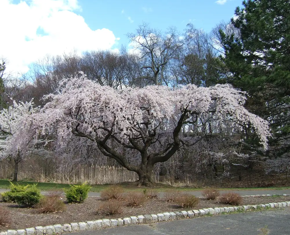 A flowering cherry tree in full pink-white bloom with its branches arching over a park path