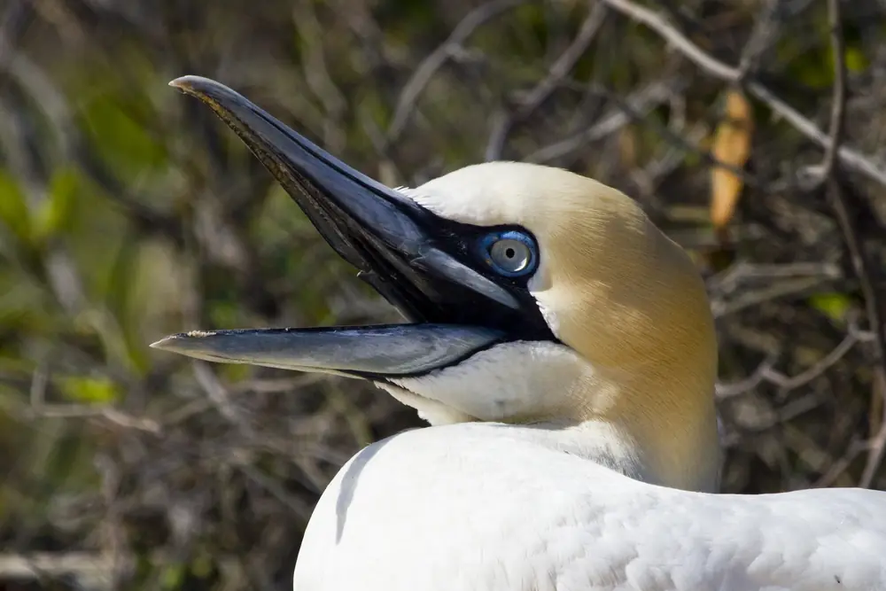 Head and neck of a white northern gannet with a buff-yellow crown, a long pale bill held open and a blue eye, against dark tangled branches.