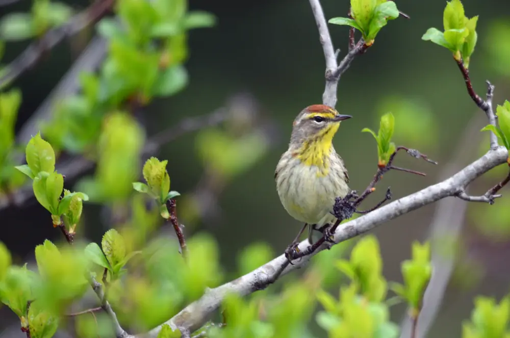 A small streaked warbler with a rusty cap perched on a bare tree branch