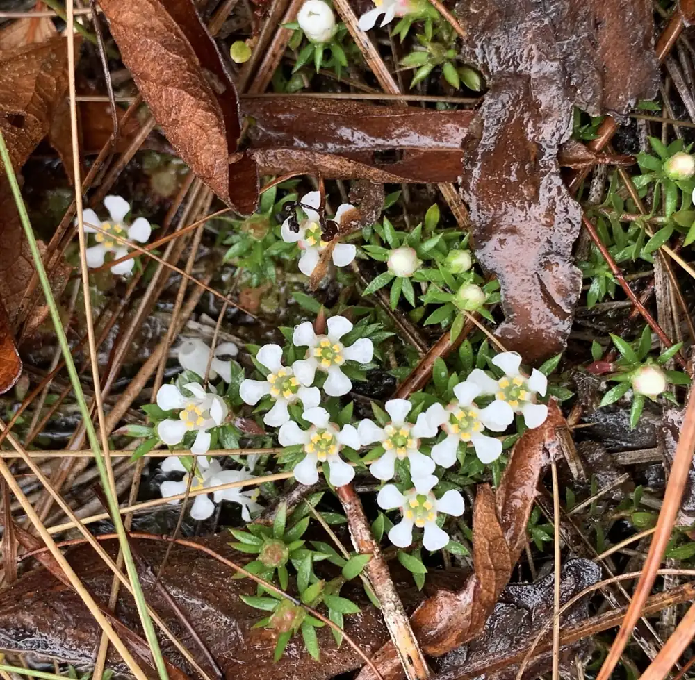 A low mat of needle-leaved plants covered with tiny white five-lobed flowers on sandy ground