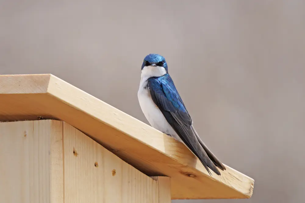 A tree swallow with a glossy blue-green back and white underside perched upright