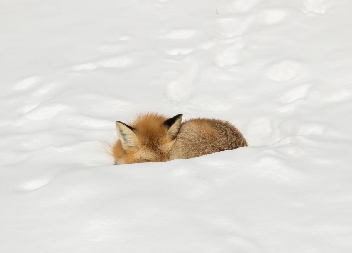 A red fox curled into a tight ball in deep snow, its ears up and its tail wrapped around its body, with footprints in the snow behind it.