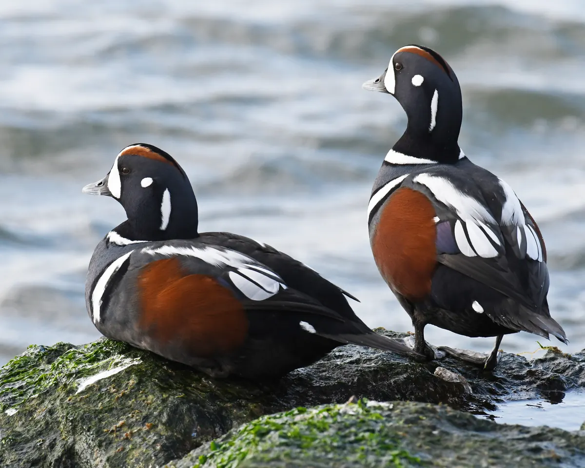 Two male harlequin ducks with slate-blue bodies, chestnut flanks and bold white face and neck markings rest on a mossy rock beside choppy gray water.