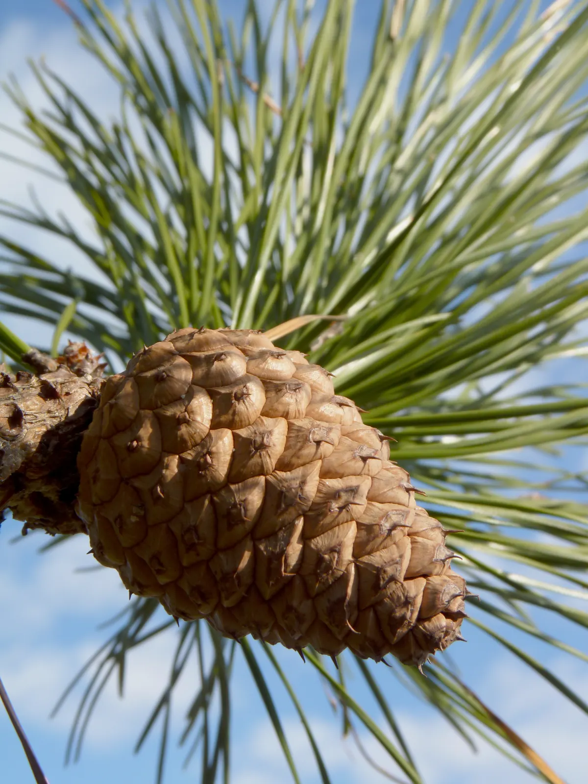 A closed, woody pitch pine cone with prickly scales grows directly on a branch among long green needles against a blue sky.