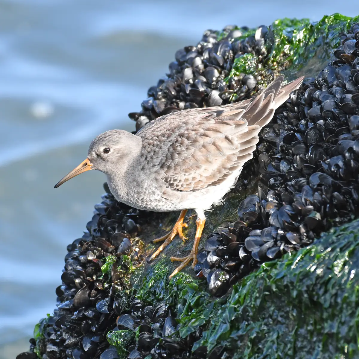 A plump gray sandpiper with orange legs and an orange-based bill stands on a rock covered in black mussels and green seaweed above the water.