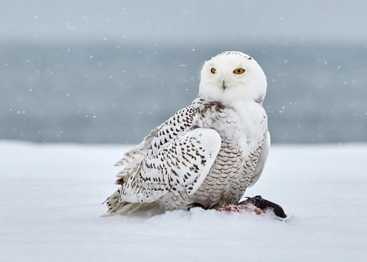 A white snowy owl with dark brown barring sits on snow with prey at its feet, looking toward the camera as light snow falls over gray water behind it.