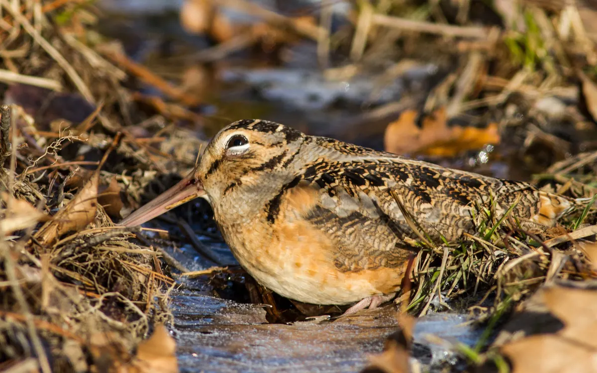 A plump, cryptically patterned brown bird with a long straight bill crouching among dry grass and dead leaves