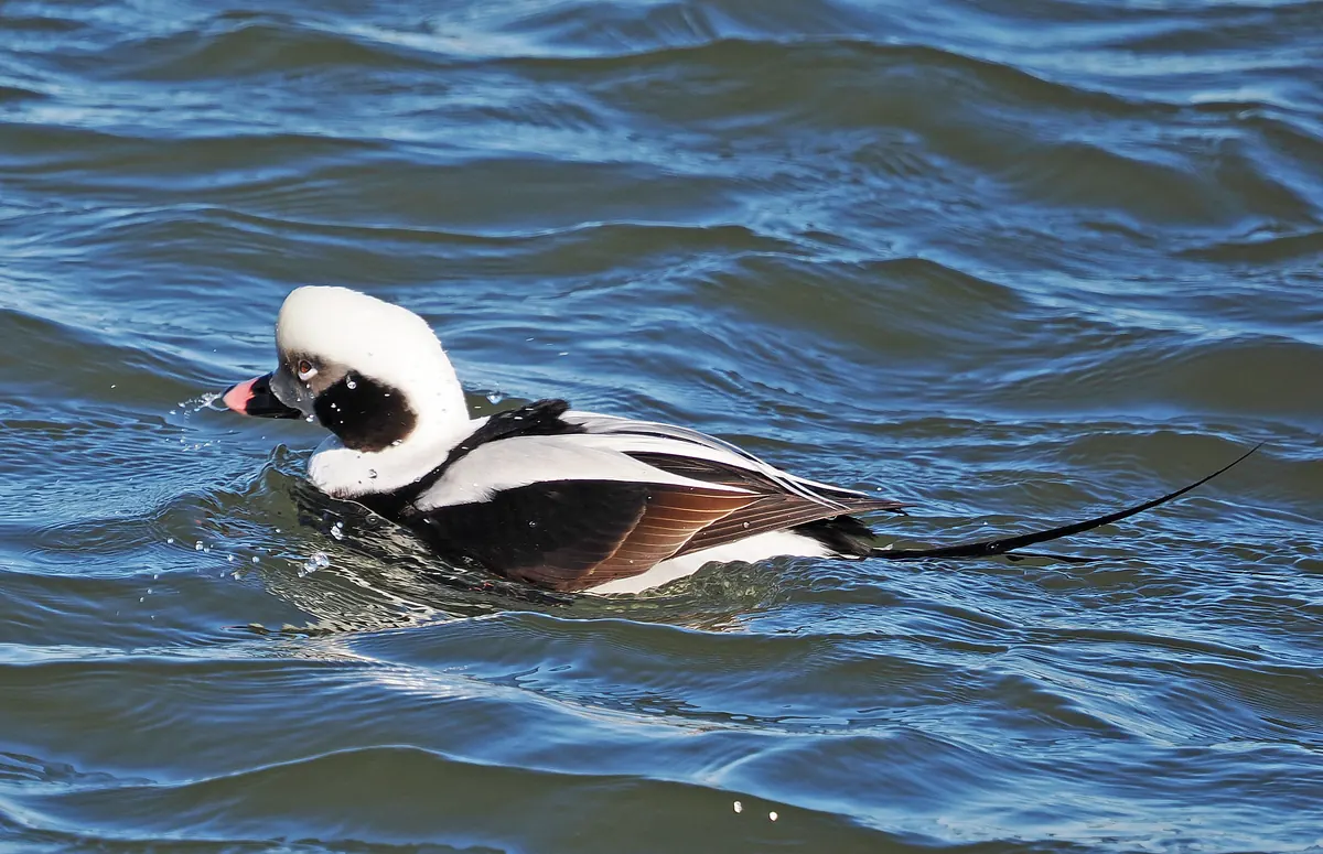 A black and white male duck with a pink-banded bill and a long, thin black tail swimming on rippled blue water