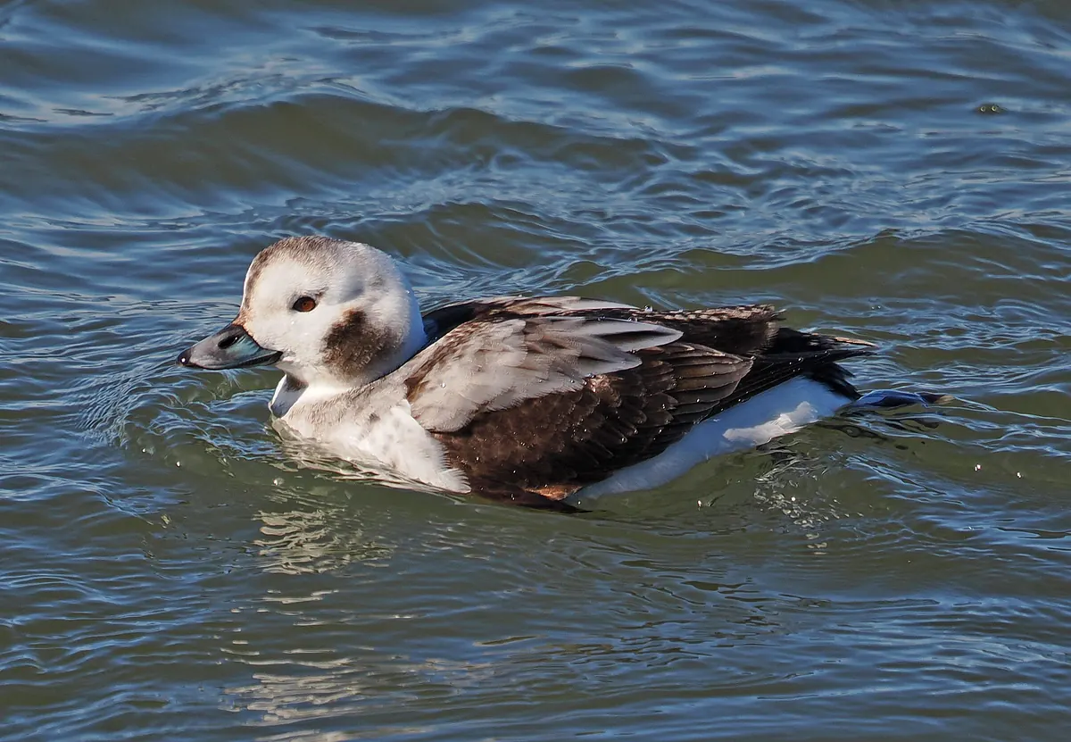A brown and white duck with a pale face and a dark cheek patch swimming on gray-blue water