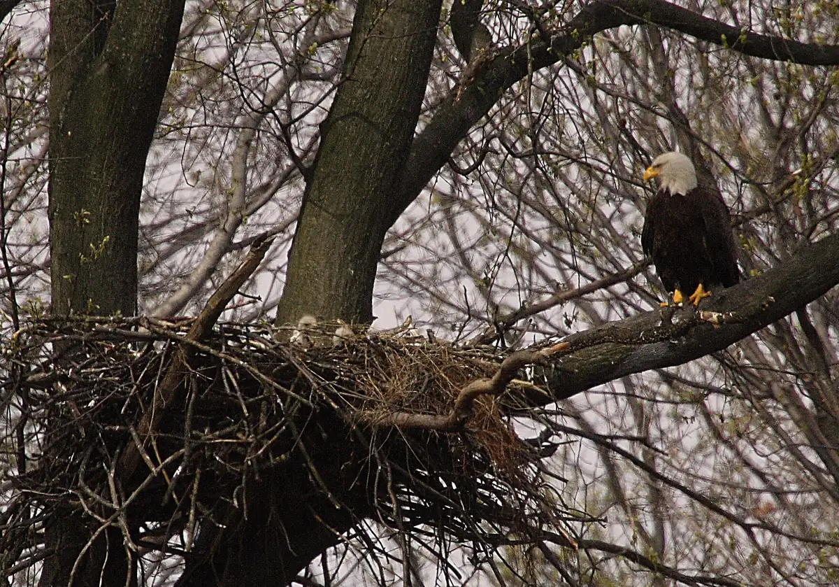 A bald eagle perched beside a large stick nest holding small downy chicks.