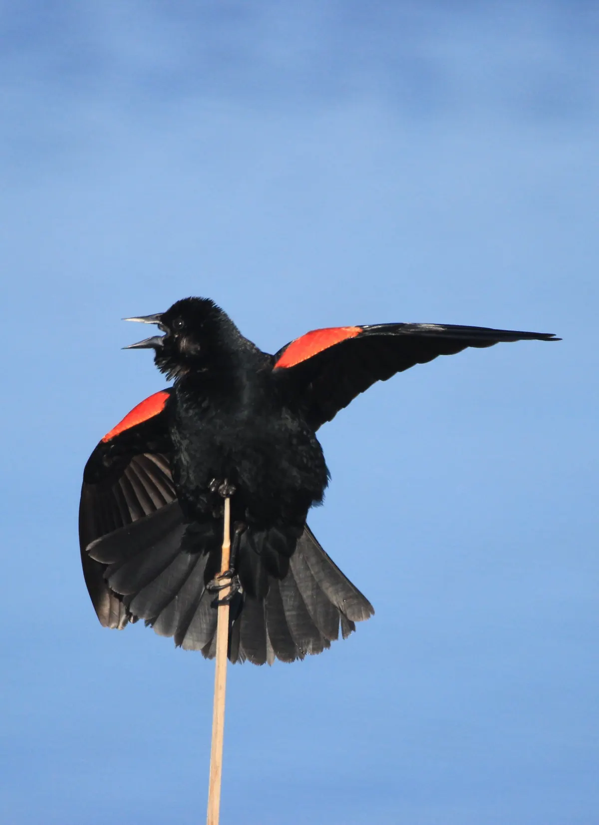 A black bird with red and yellow shoulder patches spread wide, singing from the top of a bare cattail stalk against a blue sky