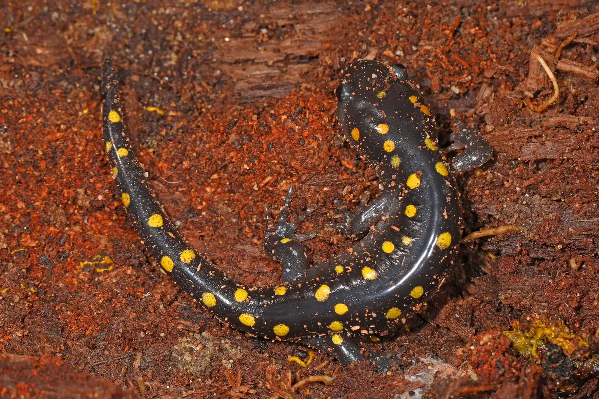 A glossy black salamander with two rows of round yellow spots lying on reddish-brown wet soil