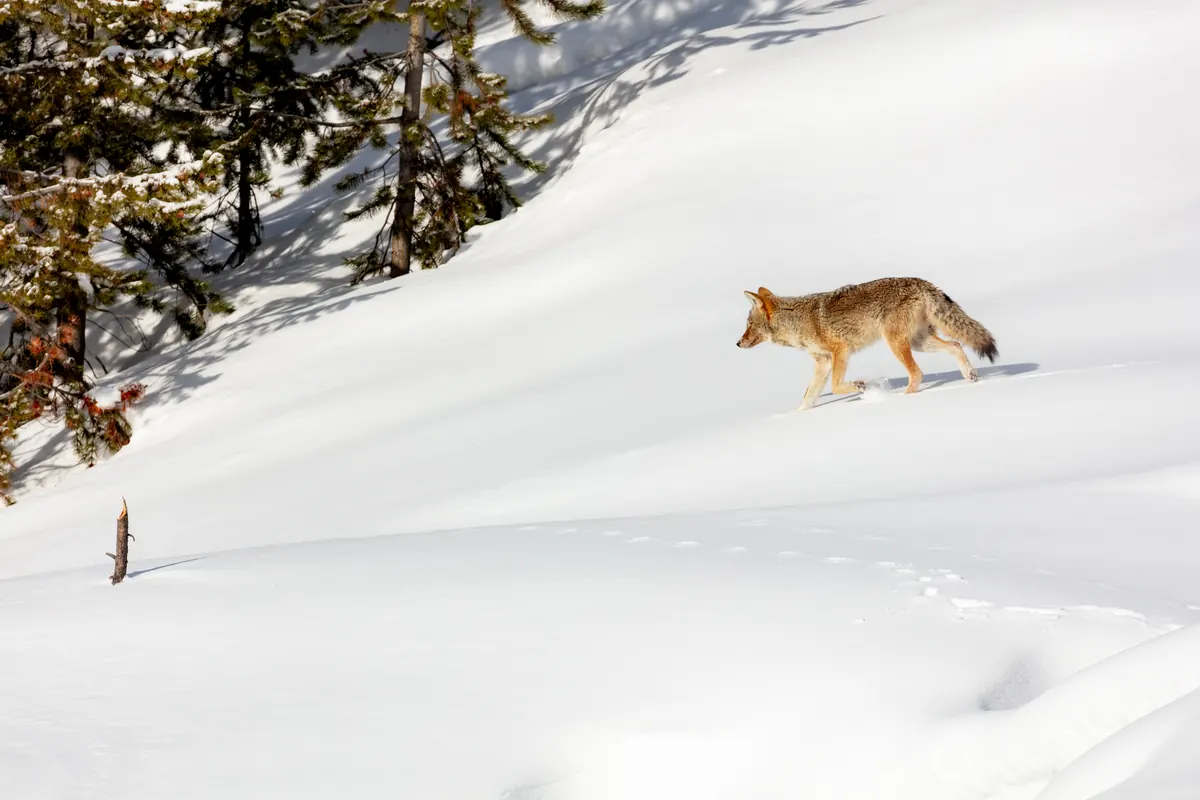 A tawny coyote with a bushy tail walks across a smooth slope of deep snow below snow-dusted conifers.