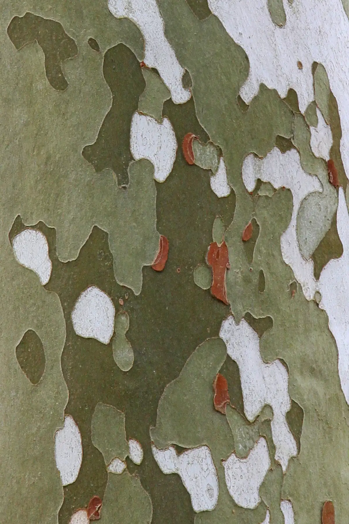 Close view of a tree trunk covered in a patchwork of olive green, gray-green and creamy white bark, with a few small reddish-brown flakes curling off.