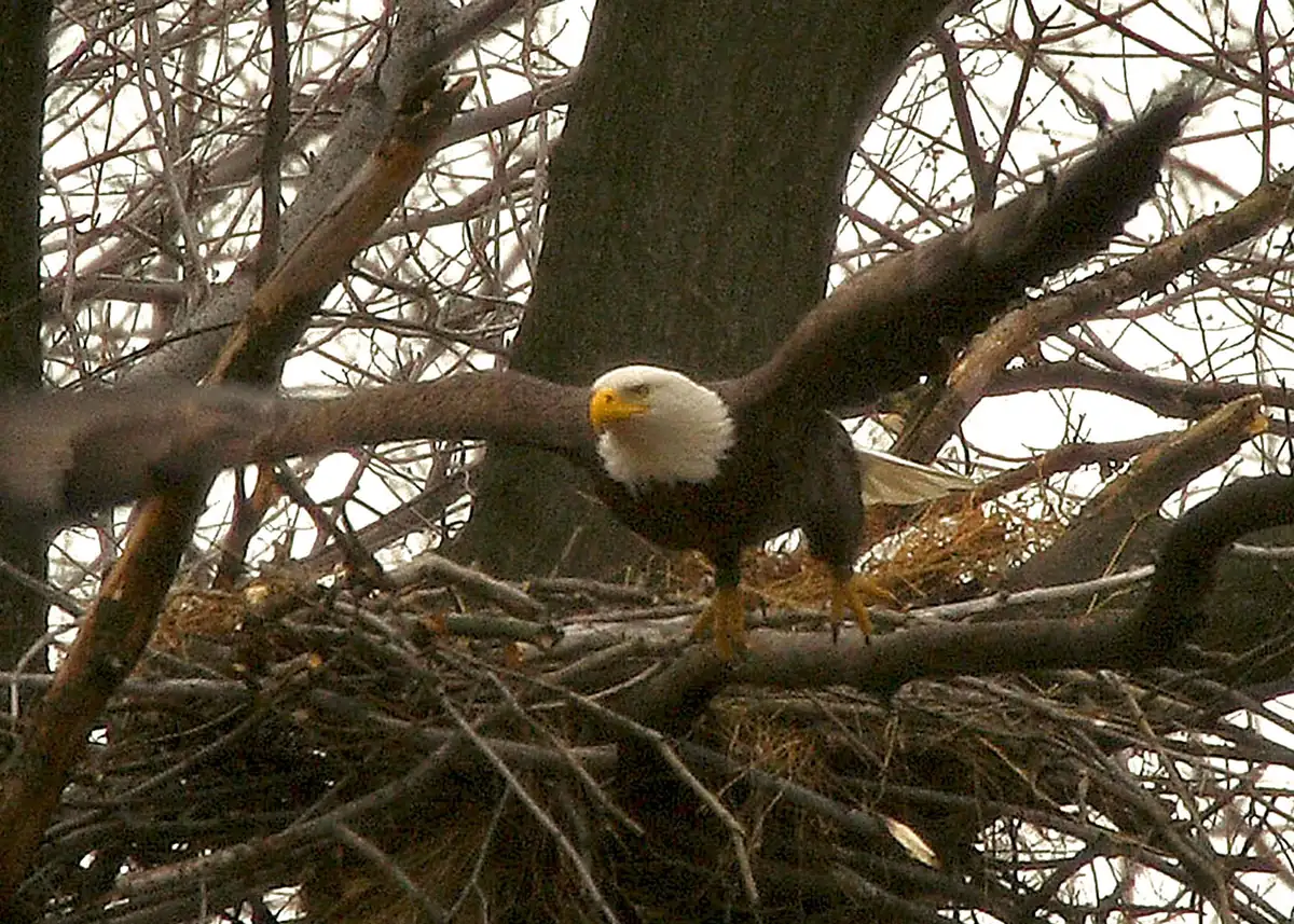 A bald eagle taking off from a stick nest in bare winter trees.
