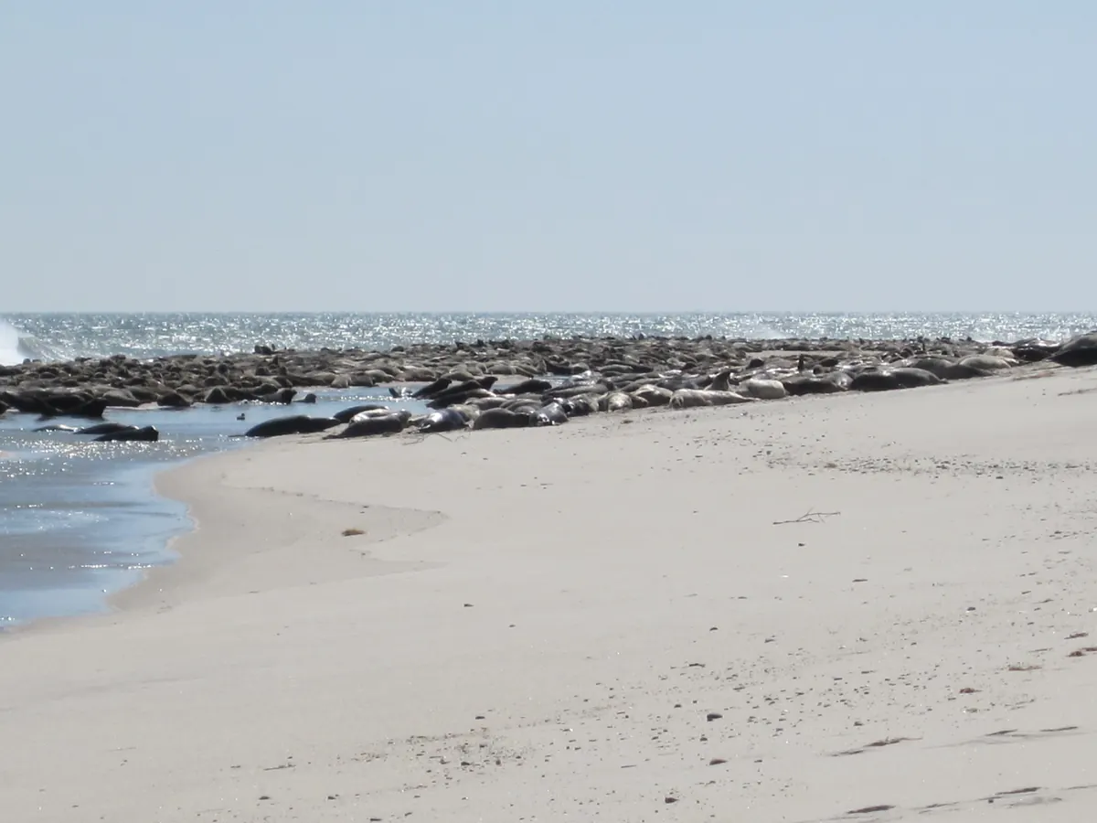 Hundreds of dark gray seals lie packed together at the edge of a sandy beach where small waves wash in.