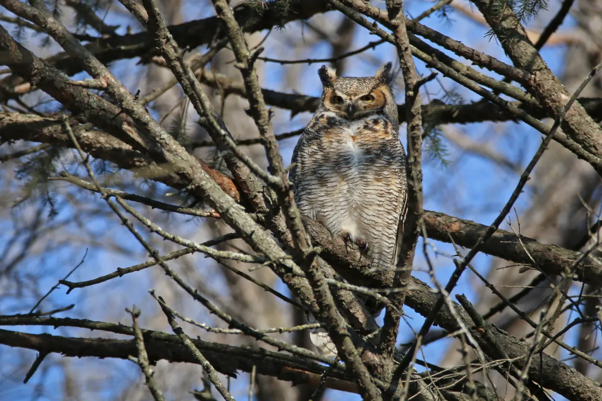 A great horned owl with ear tufts roosting among bare branches.