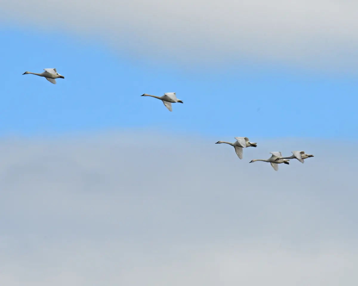 Tundra swans flying in a line across a pale winter sky.