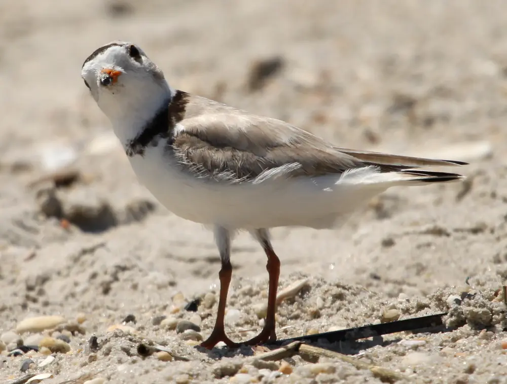 A pale, sand-colored shorebird with a black neck band, an orange bill and orange legs standing on a sandy beach