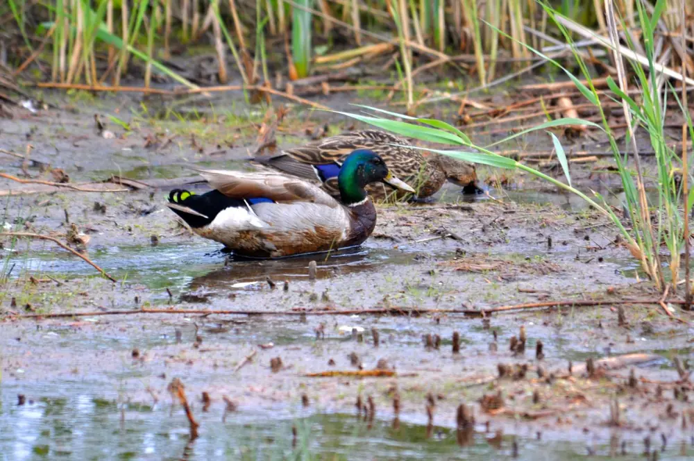 A male mallard with a green head and a brown female swimming in shallow marsh water among reeds